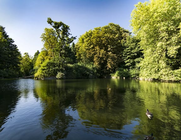 a couple of ducks swimming in a lake in a park