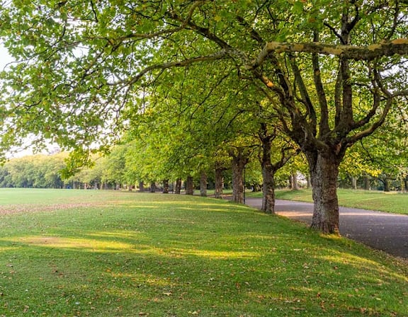 a row of trees in a park next to a road at UnionView Apartments, Dartford DA2 6GZ