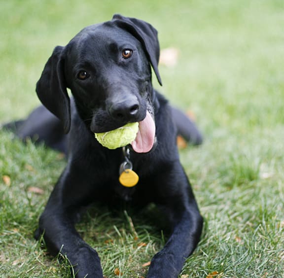 Dog with ball in mouth