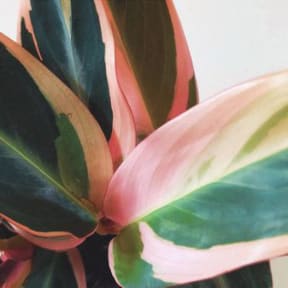 a plant with pink and green leaves
