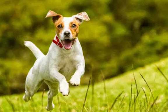 A dog is running in the grass.