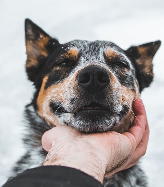Avena Apartments in Thornton, Colorado is a Pet Friendly Community