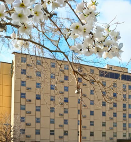 a blossoming tree with a building in the background