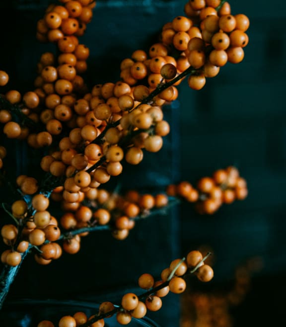 Tree Branches with Fruit