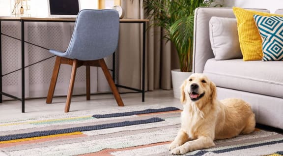 pet friendly apartment at AVIVA apartments in Gresham Oregon