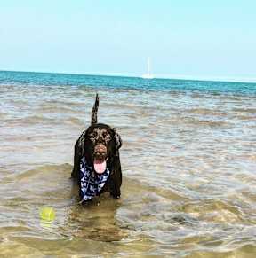 A dog in the water with a ball nearby. at Residences at Addison Clark, Illinois, 60613