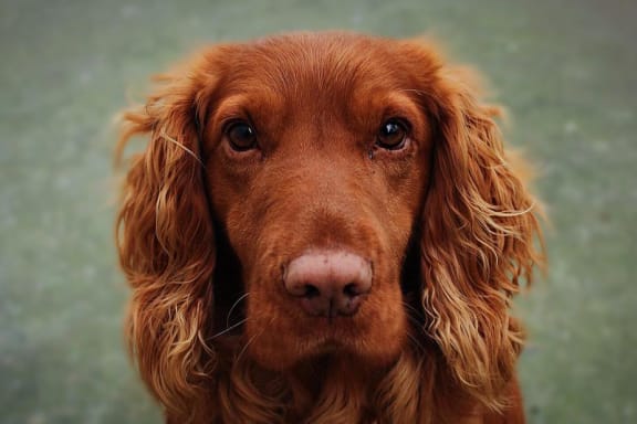 Irish Red Setter at Dog Park at Mirabella Apartments, Bermuda Dunes, 92203