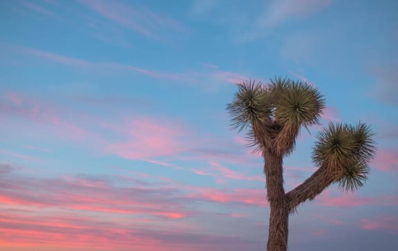 Joshua Tree against sunset at Mirabella Apartments, Bermuda Dunes, 92203
