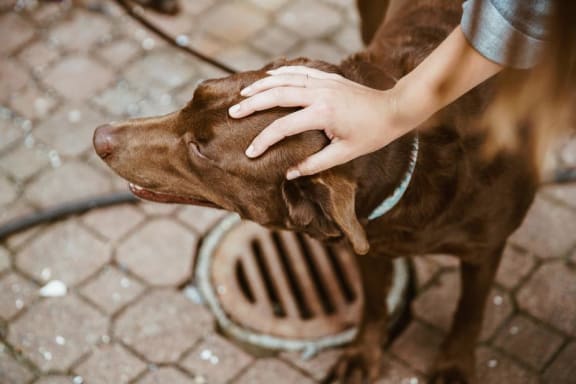 Brown dog on street being pet on head at Mirabella Apartments, Bermuda Dunes, 92203