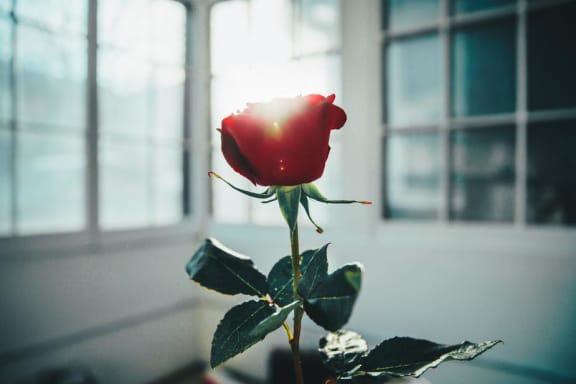 Valentine's Day at Azul Baldwin Park, Apartments in Baldwin Park, Orlando, Florida