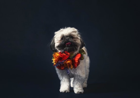 Dog with flowers on neck at Mirabella Apartments, California, 92203