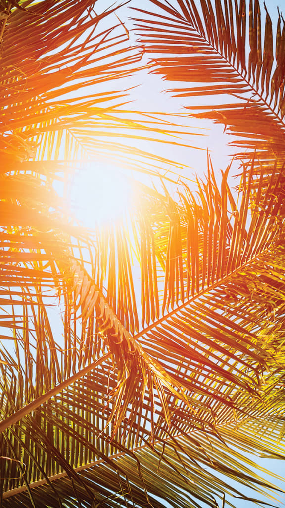 Palm Trees at Douglas Enclave - Opening February 2023, Florida, 33125