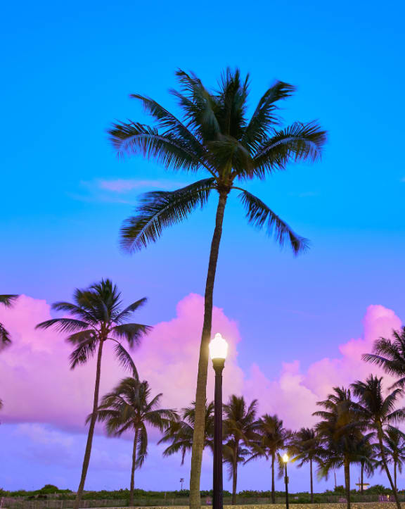 a row of palm trees with a street light District West Gables West Miami, FL