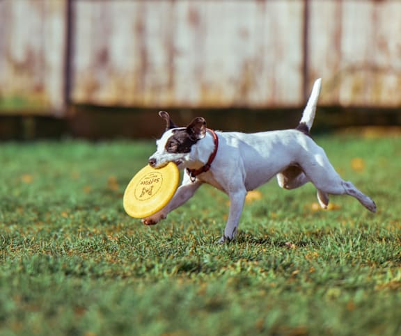 a dog running with a frisbee in its mouth