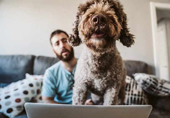 a man sitting on a couch with a dog in front of a laptop