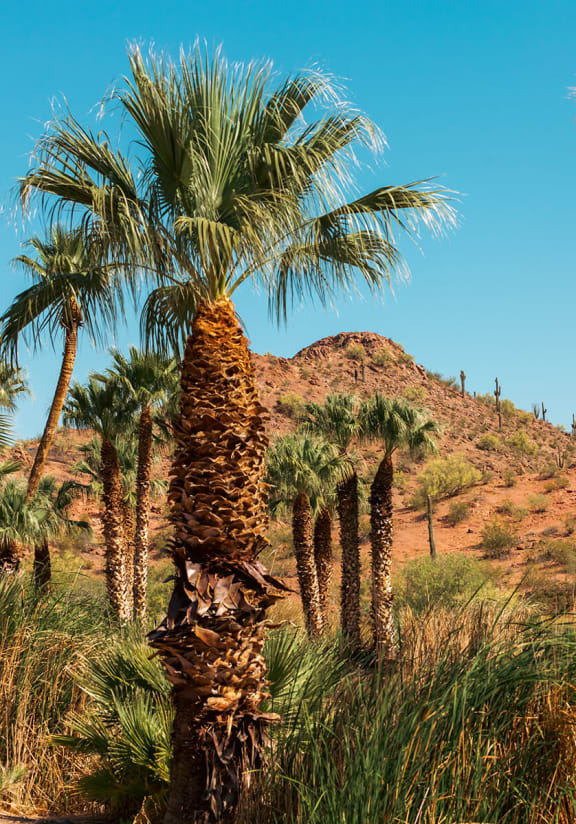 a row of palm trees with a blue sky in the background