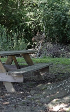 a picnic table next to a tree in a park