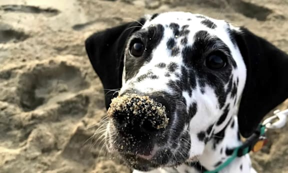 A Dalmatian dog with a sandy nose.