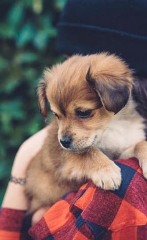 a brown and white puppy sitting on top of a person