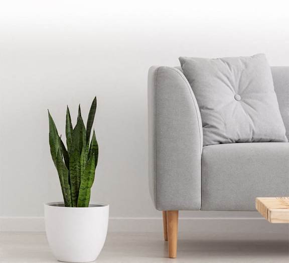 A green plant sits in a white pot next to a grey couch with a grey pillow.