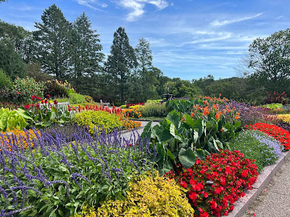 A garden with a variety of colorful flowers.