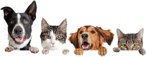 Four animals, a dog and three cats, are peeking over the edge of a surface.