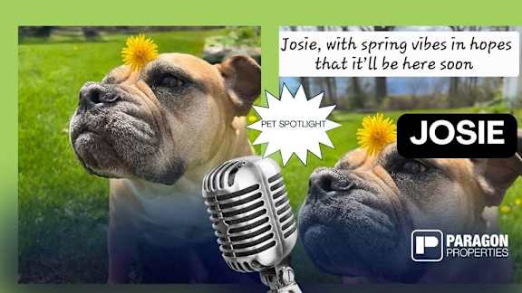 Josie, a dog with a dandelion in its hair, is featured in a Pet Spotlight.