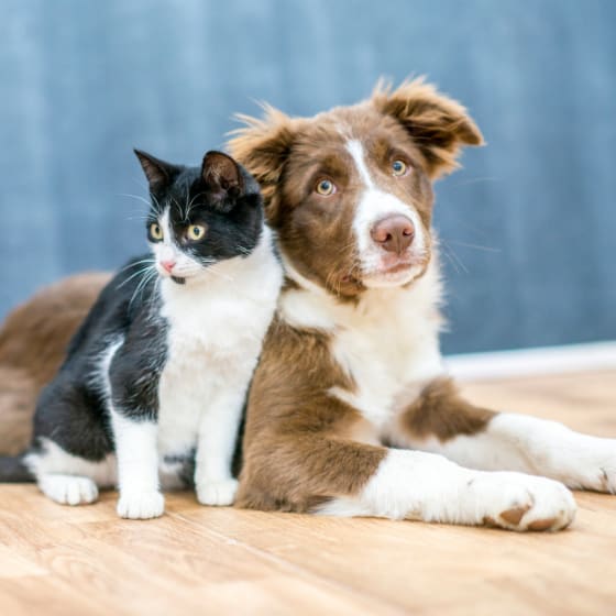 A black and white cat sits on a wooden floor next to a brown and white dog.