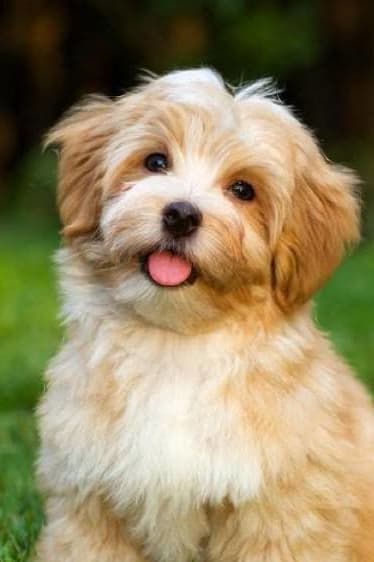 a small brown and white dog sitting in the grass