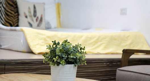 A small green plant sits in a white pot on a wooden table.