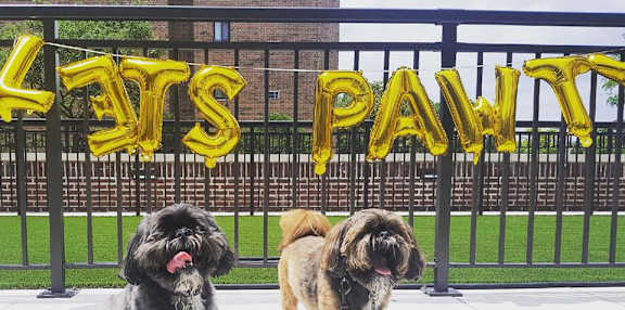 Two dogs are sitting in front of a fence with a sign that says "CATS PAWIT".