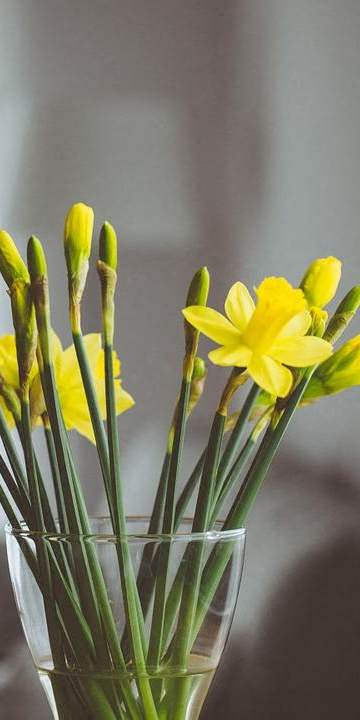 A glass vase with yellow flowers in it.