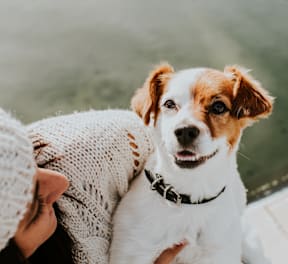 A person in a white sweater is holding a small white and brown dog with a black collar.