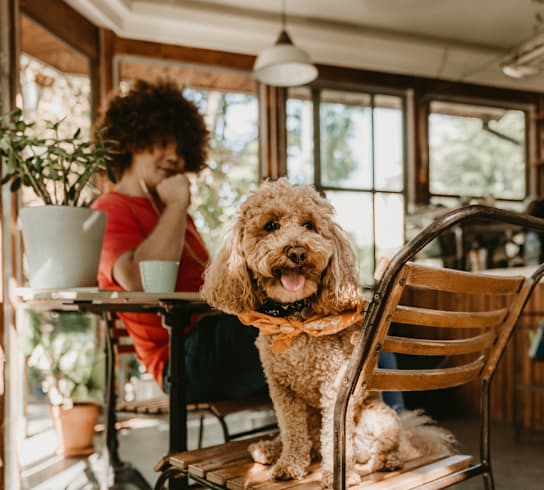 A dog is sitting on a chair in a room with a person in the background.