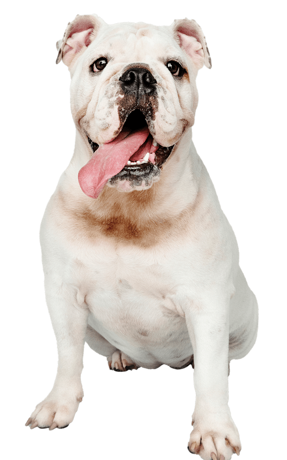 A dog with glasses is standing up.