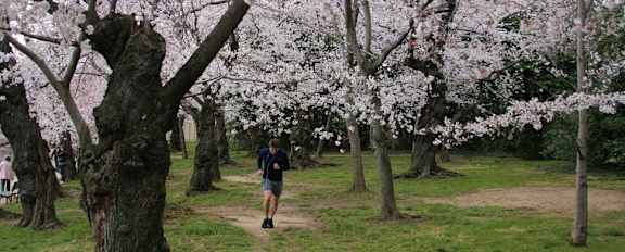 Man jogging between beautiful blossoming trees at The Woodward Building Apartments in Washington, DC 20005