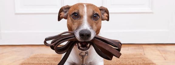 Dog Holding Leash in Mouth at The Enclave in San Jose, CA 95134