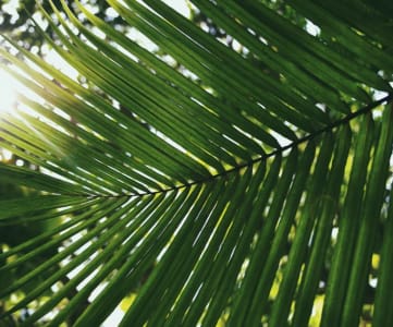 palm with sunshine(3)
