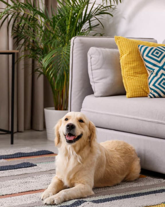 a dog laying on a rug in a living room