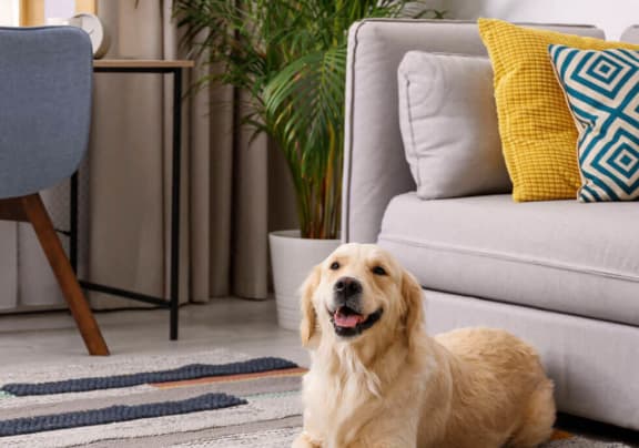 a dog laying on a rug in a living room