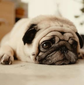 a pug dog laying on the floor with its head on the ground at Castlewood Apartments, Texas, 77531
