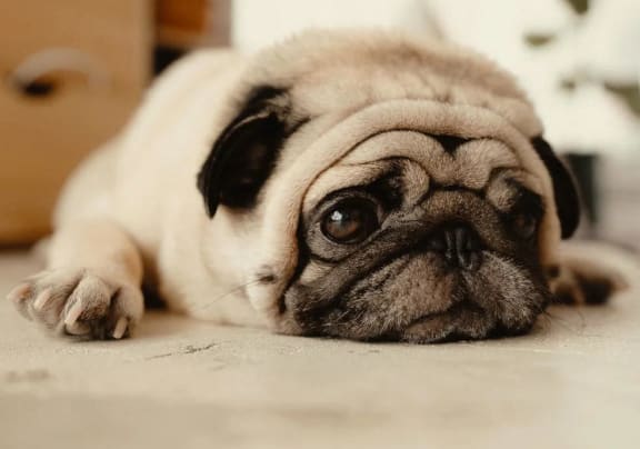 a pug dog laying on the floor with its head on the ground at Castlewood Apartments, Texas
