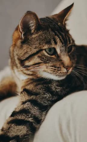Tabby cat is sitting on couch at Jolt Apartments, Las Vegas