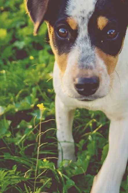 A dog with black, white and brown fur is standing in a green field.