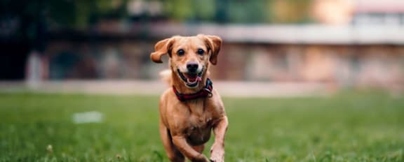 a dog running on the grass