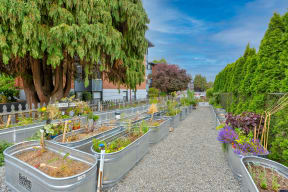 Community Garden Plots at Lock Vista, Seattle, 98107