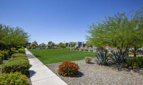 Grass Area at Avilla Victoria in Queen Creek Arizona 2021 2