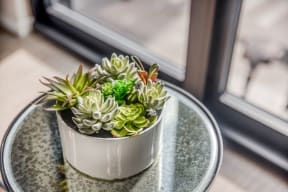 Succulent in Window