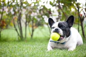 dog with a ball