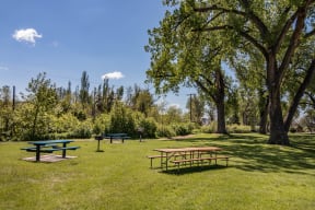 Grassy Clearing with Picnic Tables, Tall Trees and Grill